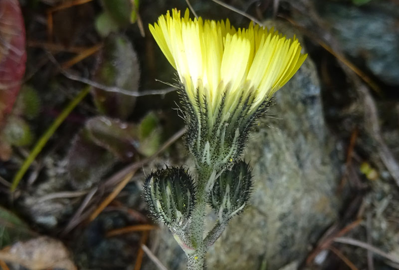 Pilosella officinarum - Asteraceae